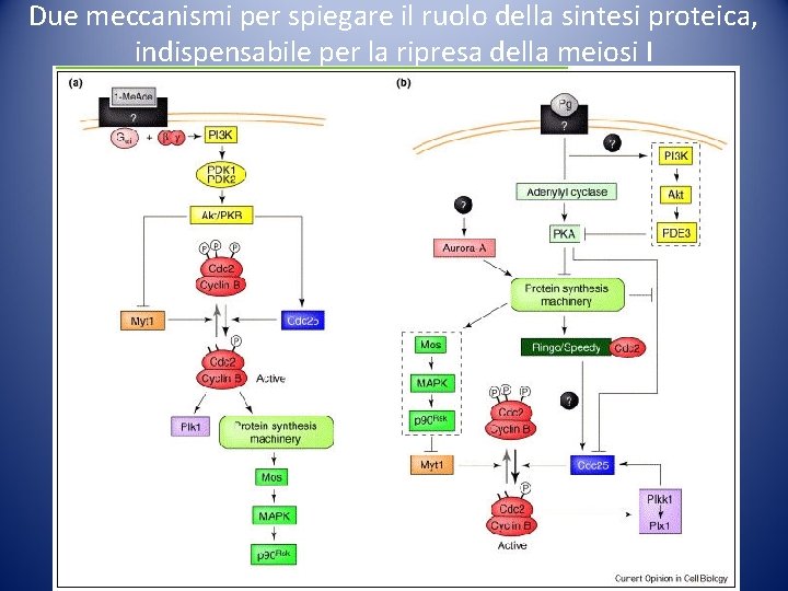 Due meccanismi per spiegare il ruolo della sintesi proteica, indispensabile per la ripresa della Due meccanismi per spiegare il ruolo della sintesi proteica, indispensabile per la ripresa della