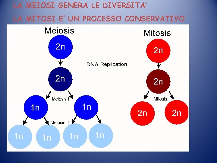 LA MEIOSI GENERA LE DIVERSITA’ LA MITOSI E’ UN PROCESSO CONSERVATIVO LA MEIOSI GENERA LE DIVERSITA’ LA MITOSI E’ UN PROCESSO CONSERVATIVO