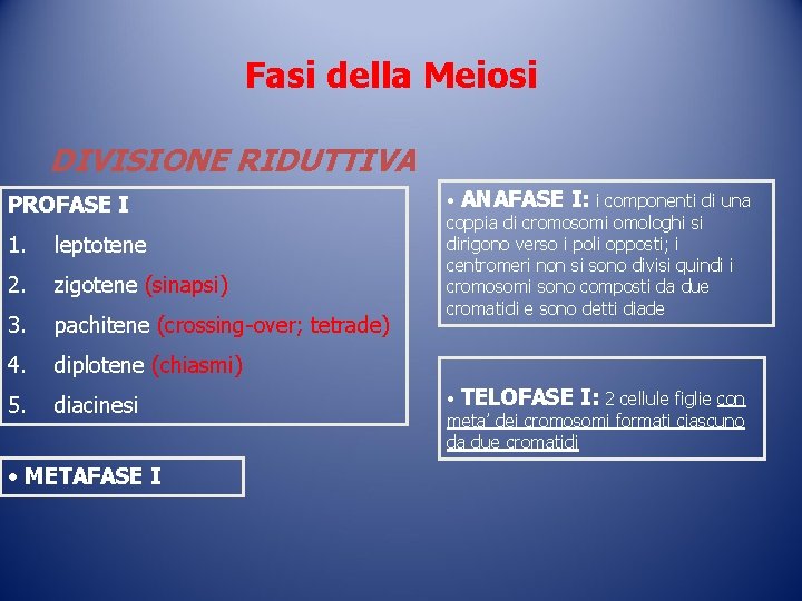 Fasi della Meiosi DIVISIONE RIDUTTIVA PROFASE I 1. leptotene 2. zigotene (sinapsi) 3. pachitene Fasi della Meiosi DIVISIONE RIDUTTIVA PROFASE I 1. leptotene 2. zigotene (sinapsi) 3. pachitene