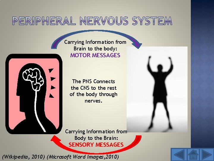 Carrying Information from Brain to the body: MOTOR MESSAGES The PNS Connects the CNS