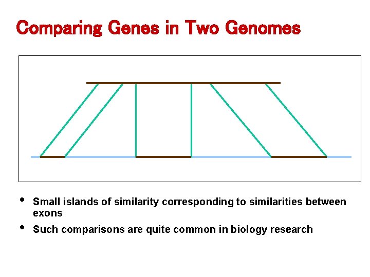 Comparing Genes in Two Genomes • • Small islands of similarity corresponding to similarities