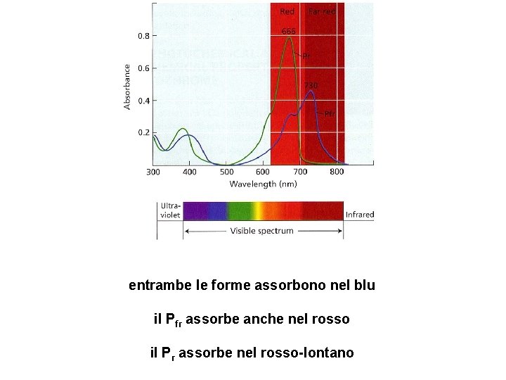 entrambe le forme assorbono nel blu il Pfr assorbe anche nel rosso il Pr