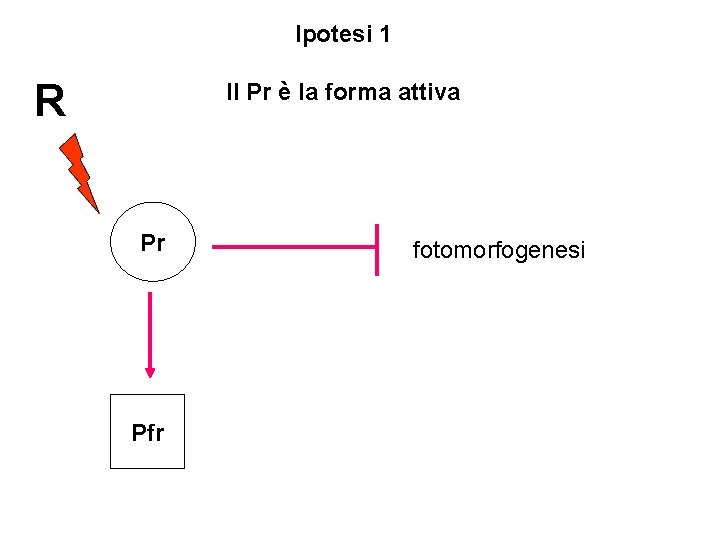 Ipotesi 1 R Il Pr è la forma attiva Pr Pfr fotomorfogenesi 