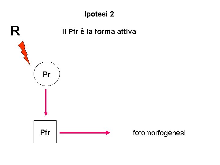 Ipotesi 2 R Il Pfr è la forma attiva Pr Pfr fotomorfogenesi 