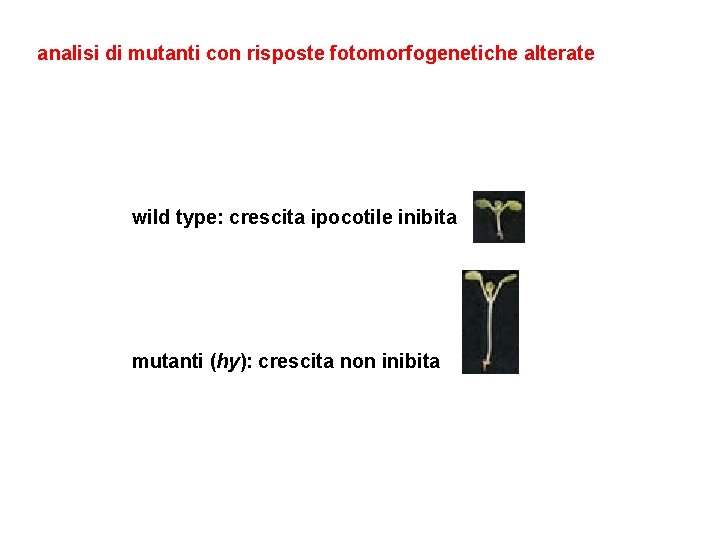 analisi di mutanti con risposte fotomorfogenetiche alterate wild type: crescita ipocotile inibita mutanti (hy):