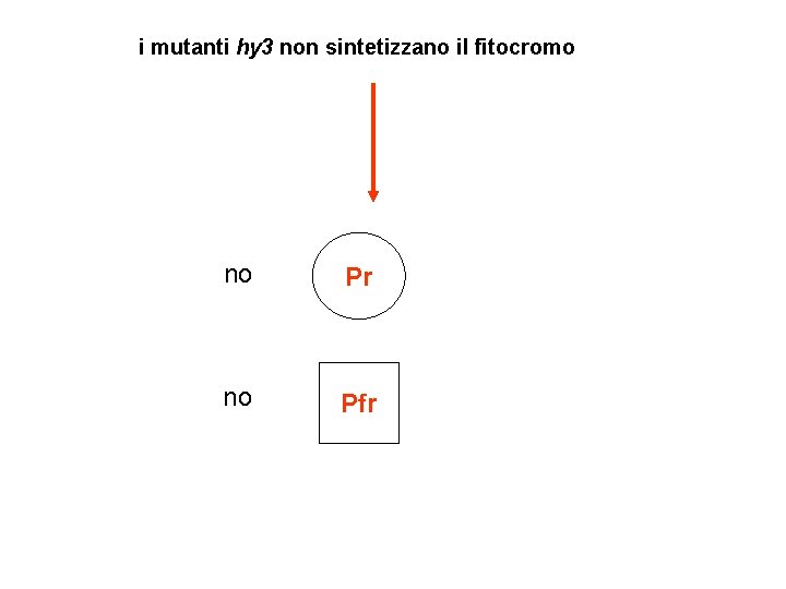 i mutanti hy 3 non sintetizzano il fitocromo no Pr no Pfr 