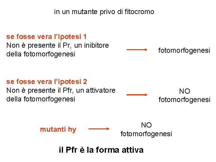 in un mutante privo di fitocromo se fosse vera l’ipotesi 1 Non è presente