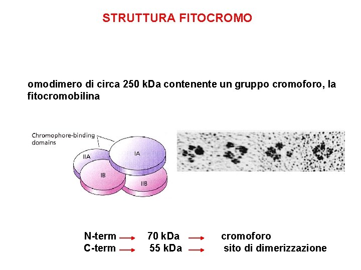 STRUTTURA FITOCROMO omodimero di circa 250 k. Da contenente un gruppo cromoforo, la fitocromobilina
