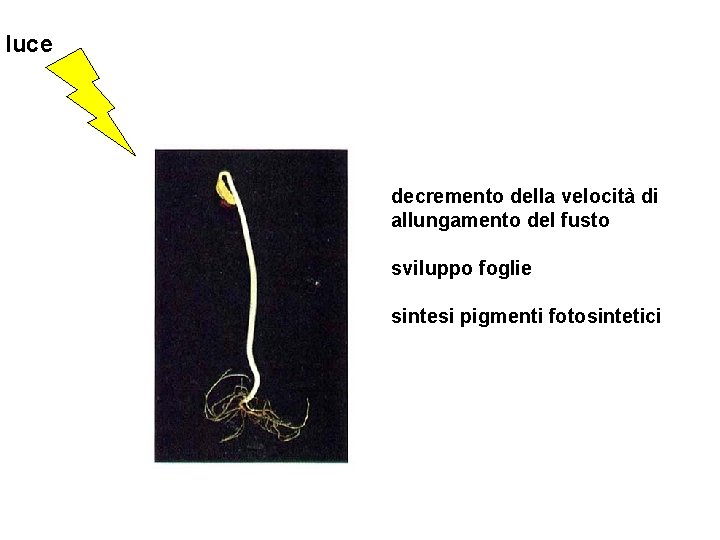 luce decremento della velocità di allungamento del fusto sviluppo foglie sintesi pigmenti fotosintetici 