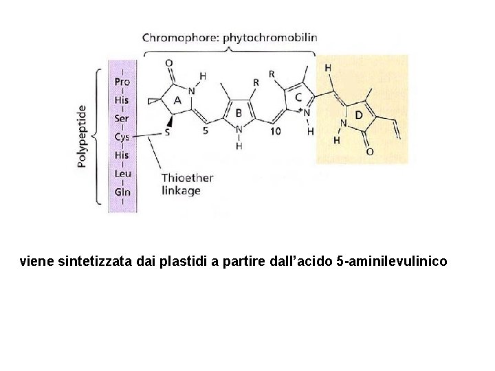 viene sintetizzata dai plastidi a partire dall’acido 5 -aminilevulinico 