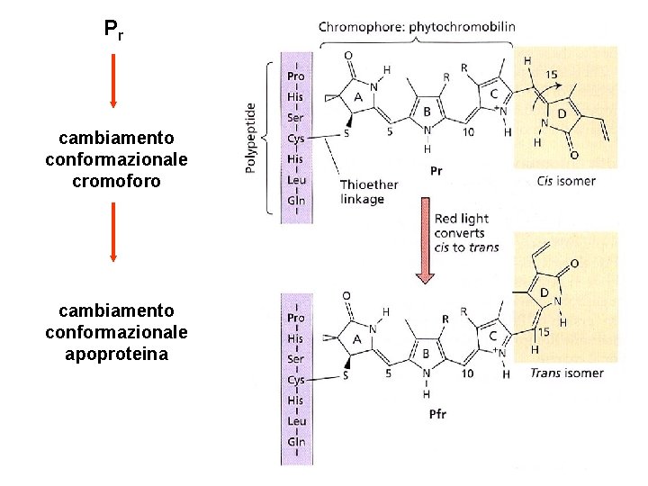 Pr cambiamento conformazionale cromoforo cambiamento conformazionale apoproteina 