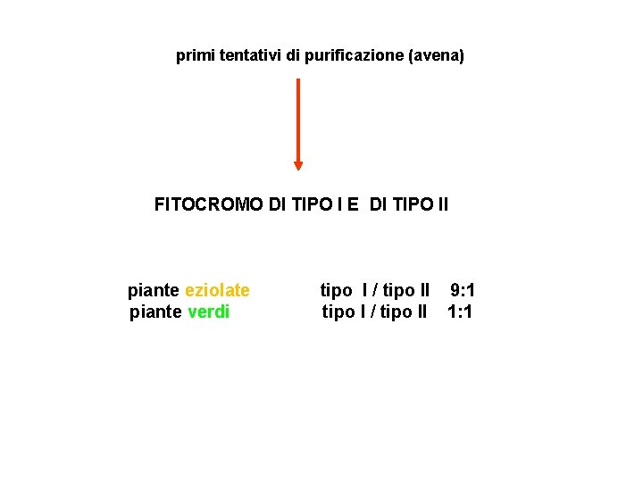 primi tentativi di purificazione (avena) FITOCROMO DI TIPO I E DI TIPO II piante