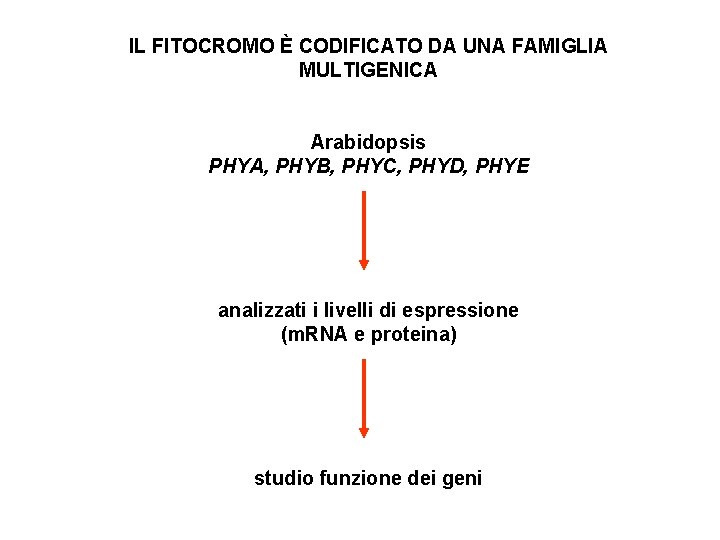 IL FITOCROMO È CODIFICATO DA UNA FAMIGLIA MULTIGENICA Arabidopsis PHYA, PHYB, PHYC, PHYD, PHYE