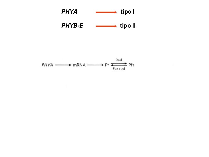 PHYA tipo I PHYB-E tipo II 
