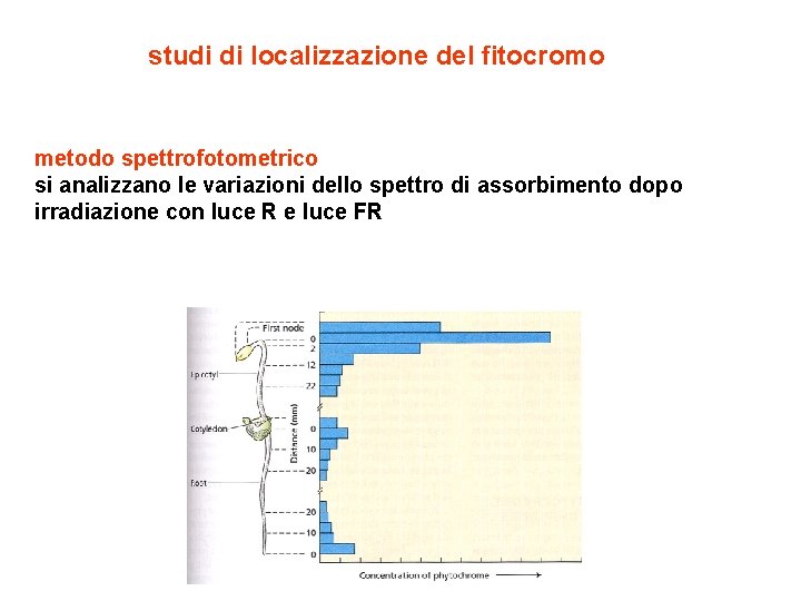 studi di localizzazione del fitocromo metodo spettrofotometrico si analizzano le variazioni dello spettro di