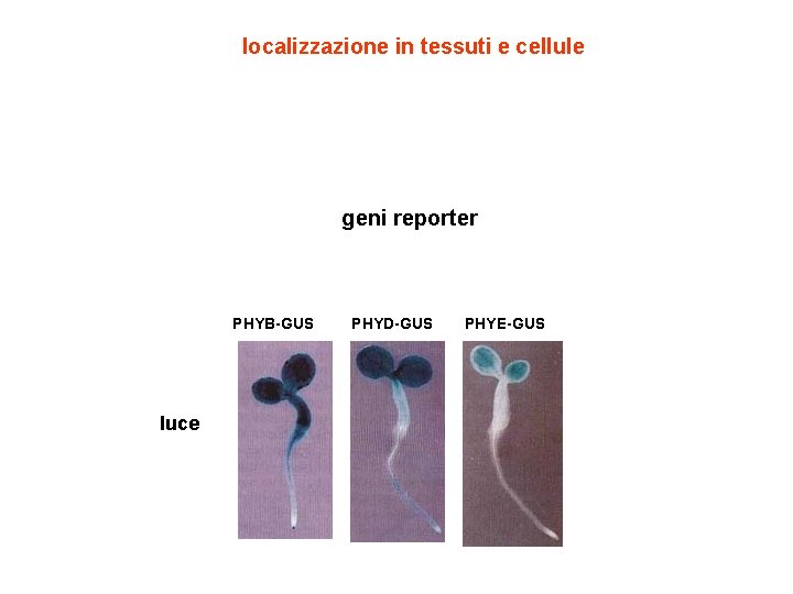 localizzazione in tessuti e cellule geni reporter PHYB-GUS luce PHYD-GUS PHYE-GUS 