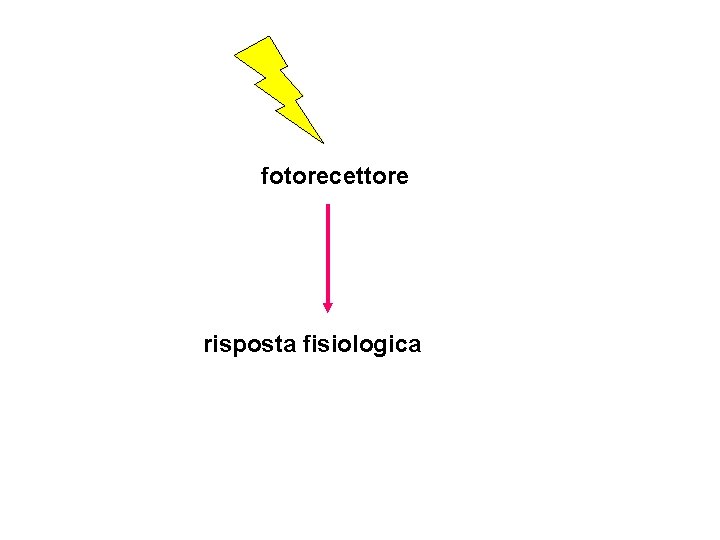 fotorecettore risposta fisiologica 