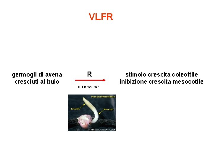 VLFR germogli di avena cresciuti al buio R 0. 1 nmol. m-2 stimolo crescita