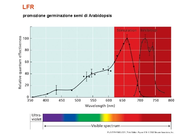 LFR promozione germinazione semi di Arabidopsis 