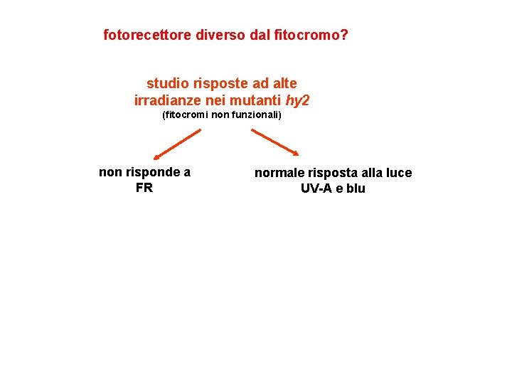 fotorecettore diverso dal fitocromo? studio risposte ad alte irradianze nei mutanti hy 2 (fitocromi