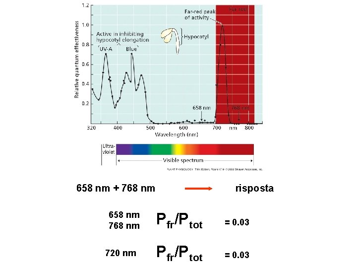 658 nm + 768 nm 658 nm 768 nm 720 nm risposta Pfr/Ptot =