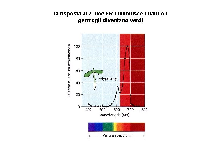 la risposta alla luce FR diminuisce quando i germogli diventano verdi 