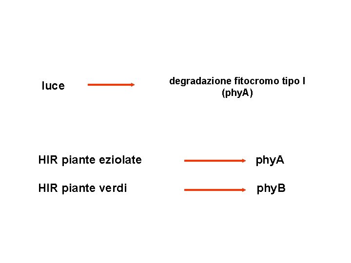 luce degradazione fitocromo tipo I (phy. A) HIR piante eziolate phy. A HIR piante