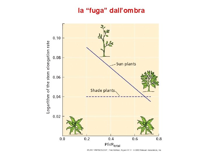 la “fuga” dall’ombra 