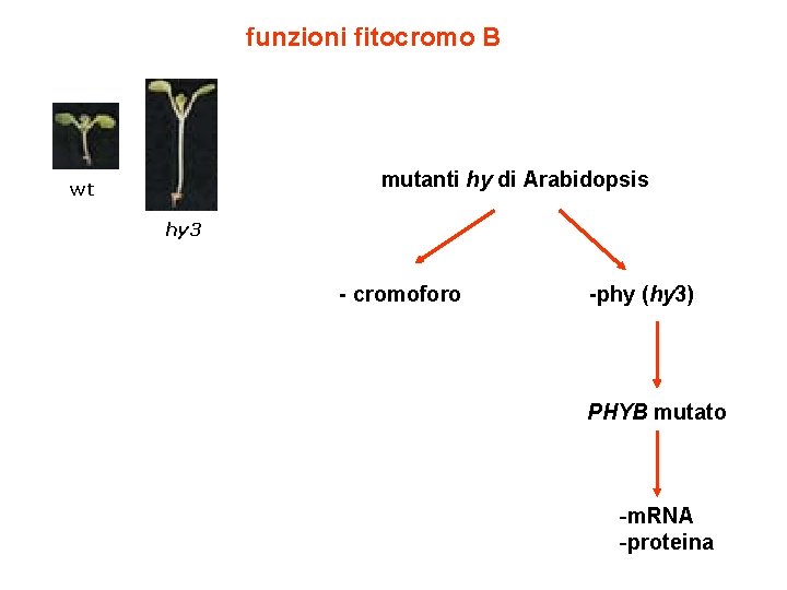 funzioni fitocromo B mutanti hy di Arabidopsis wt hy 3 - cromoforo -phy (hy