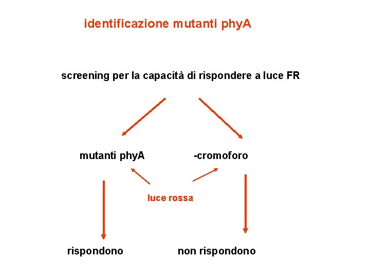 identificazione mutanti phy. A screening per la capacità di rispondere a luce FR mutanti