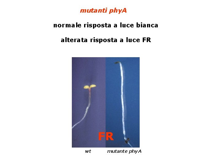 mutanti phy. A normale risposta a luce bianca alterata risposta a luce FR FR