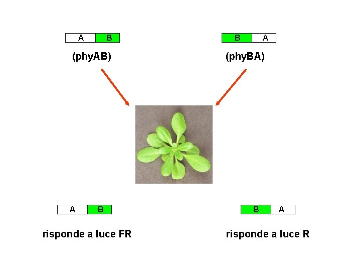 A B (phy. AB) A B risponde a luce FR B A (phy. BA)