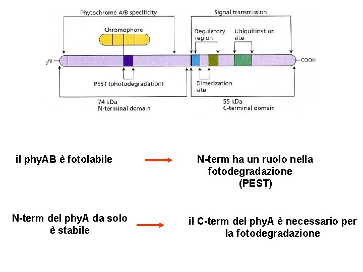 il phy. AB è fotolabile N-term del phy. A da solo è stabile N-term