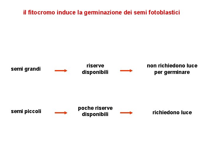 il fitocromo induce la germinazione dei semi fotoblastici semi grandi riserve disponibili non richiedono