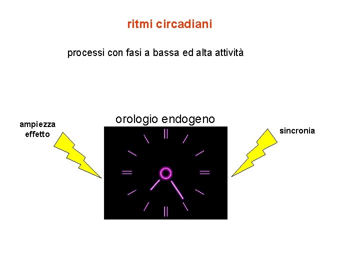 ritmi circadiani processi con fasi a bassa ed alta attività ampiezza effetto orologio endogeno