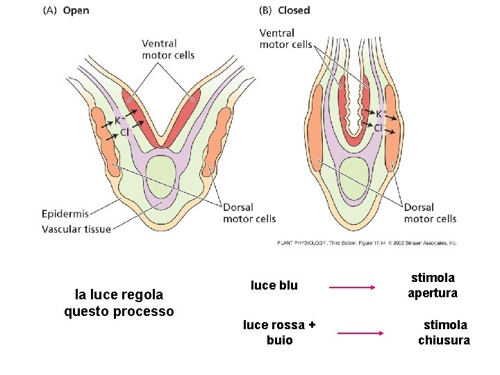 la luce regola questo processo luce blu luce rossa + buio stimola apertura stimola