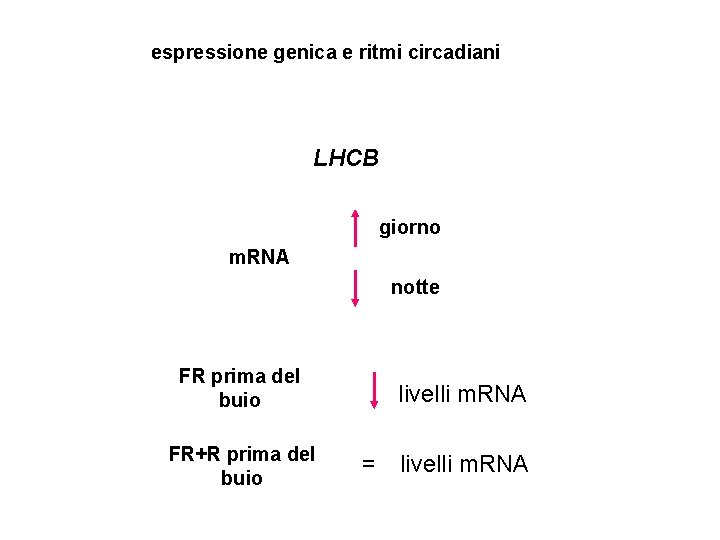 espressione genica e ritmi circadiani LHCB giorno m. RNA notte FR prima del buio