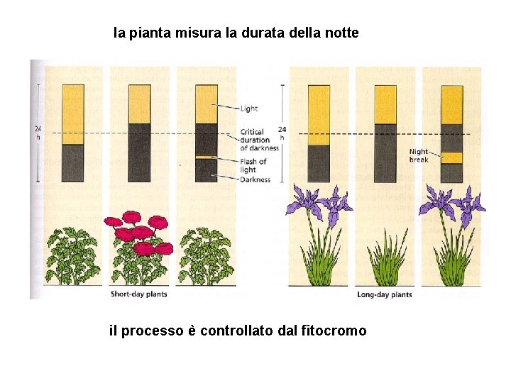 la pianta misura la durata della notte il processo è controllato dal fitocromo 