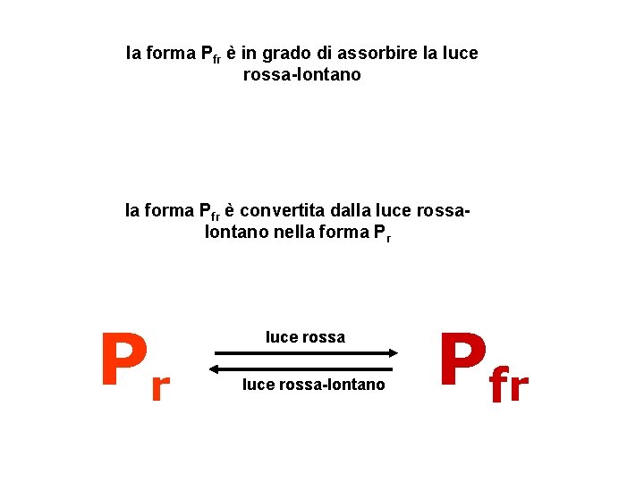la forma Pfr è in grado di assorbire la luce rossa-lontano la forma Pfr