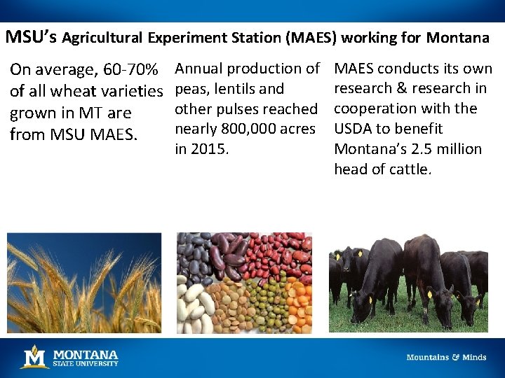 MSU’s Agricultural Experiment Station (MAES) working for Montana On average, 60 -70% of all