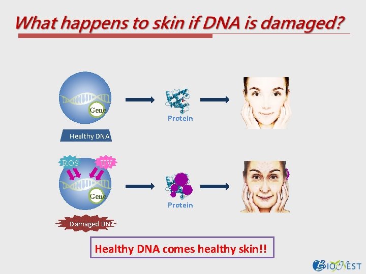 Gene Protein Healthy DNA ROS UV Gene Protein Damaged DNA Healthy DNA comes healthy