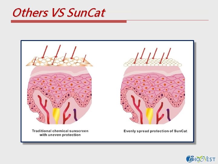 Others VS Sun. Cat 