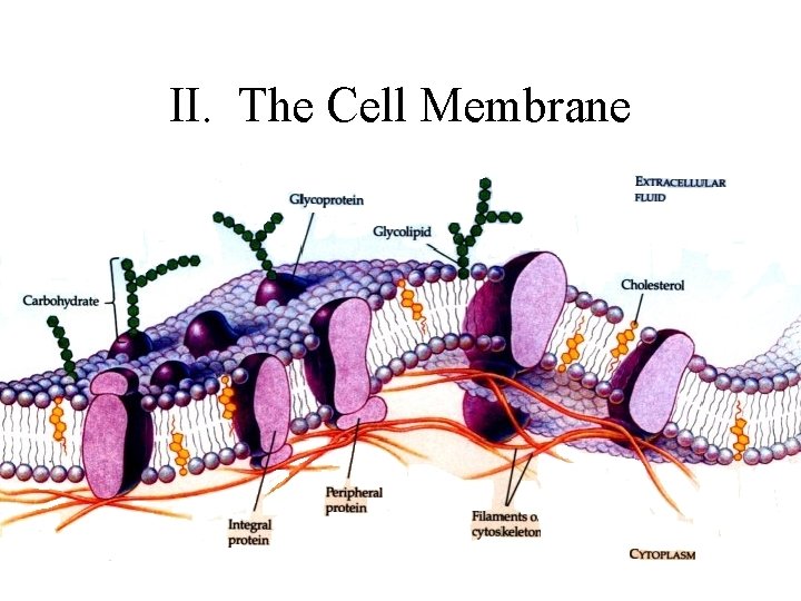 II. The Cell Membrane 