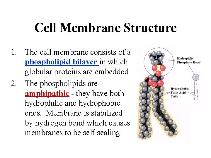 Cell Membrane Structure 1. The cell membrane consists of a phospholipid bilayer in which