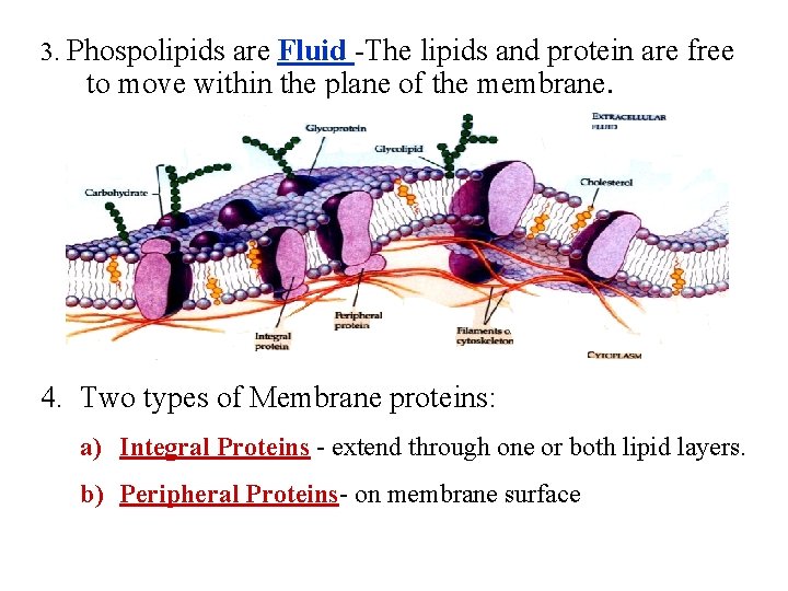 3. Phospolipids are Fluid -The lipids and protein are free to move within the