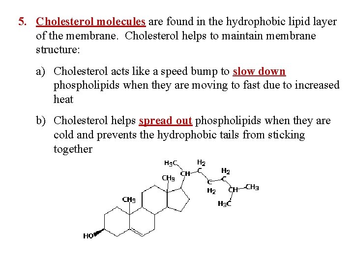 5. Cholesterol molecules are found in the hydrophobic lipid layer of the membrane. Cholesterol