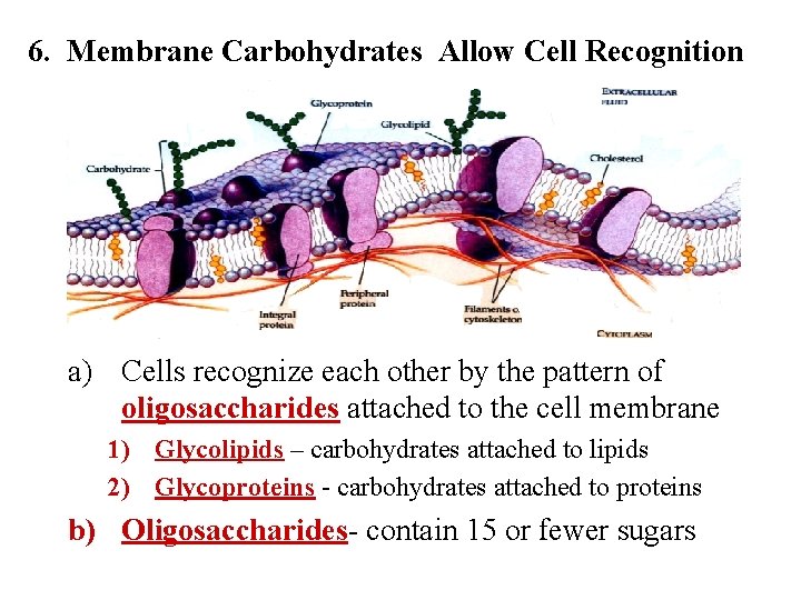 6. Membrane Carbohydrates Allow Cell Recognition a) Cells recognize each other by the pattern