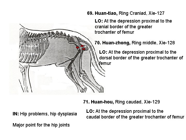 Classical Acupuncture Points In Dogs Cats Top 77