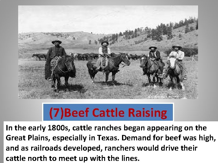 (7)Beef Cattle Raising In the early 1800 s, cattle ranches began appearing on the