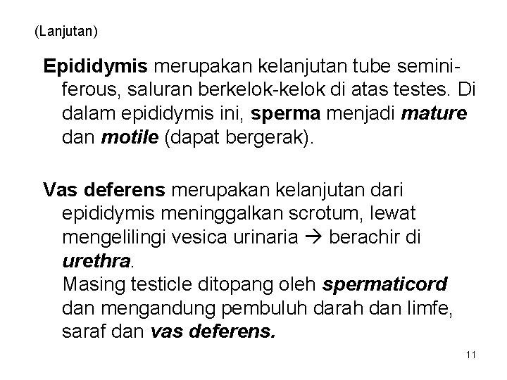 (Lanjutan) Epididymis merupakan kelanjutan tube seminiferous, saluran berkelok-kelok di atas testes. Di dalam epididymis